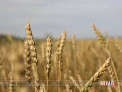 64.2 мянган га-г ангилан хаджээ