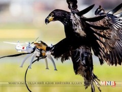 Анчин бүргэд ашиглан хууль бус нислэг үйлдсэн дронуудыг 