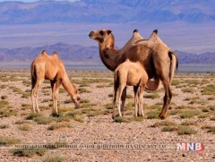 “Говийн гайхамшигт 6”  говь нутгаа хамгаална