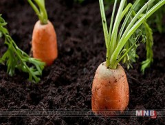 Хорих ангиуд хүнсний ногоогоо өөрсдөө тариалж байна