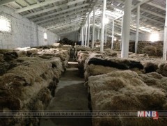 Арьс ширийг 2017 оны есдүгээр сар хүртэл түүхийгээр нь экспортолно