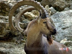 Янгирын эрлийз ухнаар сүргээ сайжруулна