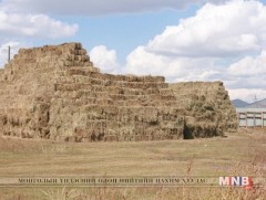 Малчид 1.2 сая тонн өвс бэлтгээд байна