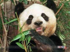 Дэлхийн хамгийн өндөр настай тэжээмэл хулсны баавгай үхжээ