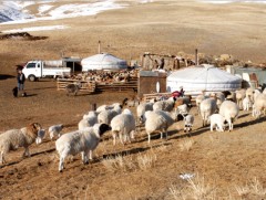 Дөрвөн аймгийн малчдад зориулж  3 сая ам.долларын төсөл хэрэгжүүлнэ