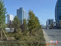 Хотын төвийн гудамжнууд нарс модоор өнгө нэмлээ