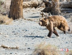 Мазаалайг хамгаалах ажлыг эрчимжүүлнэ