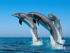 Делфинүүд бүжиглэнэ ч, дуулна ч