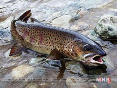 Загас агнах зөвшөөрлөө онлайнаар авч болно