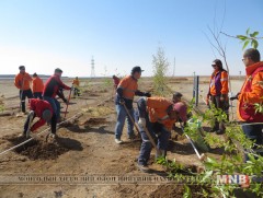 Толгойтоос Амгалан өртөө хүртэл 8000 мод тарих ажлыг маргааш эхлүүлнэ