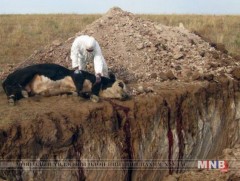 Мялзан өвчний эсрэг вакцин худалдан авахад 13 тэрбум төгрөг зарцуулжээ
