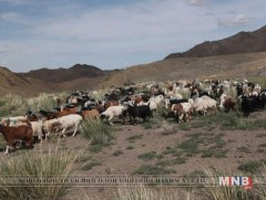 11.5 сая тун мялзангийн вакциныг хилээр нэвтрүүллээ   