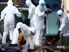 Германд 30.000 тахиаг устгалд оруулжээ 