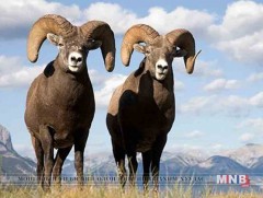 Ирэх онд тусгай зориулалтаар 68 угалз агнана