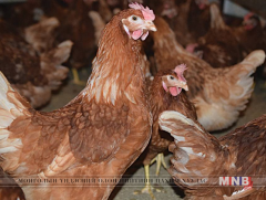 Япон, Өмнөд Солонгост шувууны томуу өвчинтэй тэмцэж  байна