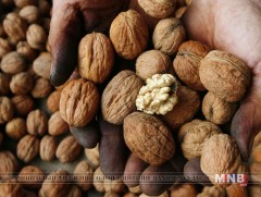 Дэлхийн хамгийн том хушган ой Киргиз улсад байдаг