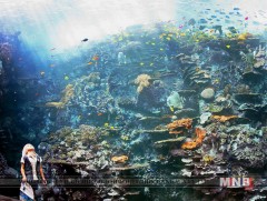 Өмнөд Америкийн хамгийн том далайн аквариум Рио-Де-Жанейро хотод нээгдэнэ 