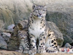 Өмнөговьчууд цоохор ирвэсийг хамгаалахад анхаарч байна