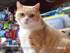 ХонгКонгийн дэлгүүрийн эздийн хамгийн сайн найз бол муур