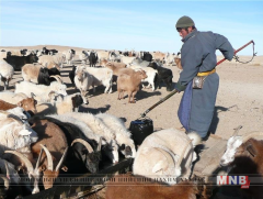 Малчин, малын эмч хоёрын хамтын ажиллагаа, үүрэг хариуцлага
