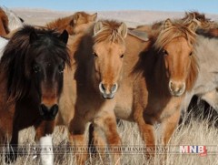 Амьд адууг махны чиглэлээр экспортлохыг хориглолоо