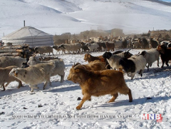  Нийт нутгийн 50 гаруй хувьд нь өвөлжилт хүндрэх эрсдэлтэй 