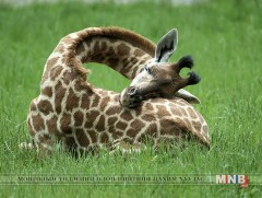 Дэлхий дээрх анаашны тоо сүүлийн 30 жилд эрс буурчээ