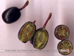 Шинжлэх ухааны арван хором: Үр цацах тухай