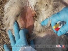 Хонины цэцэг өвчнөөр 210 мал өвчилжээ 