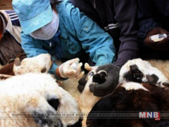 Малын зарим халдварт өвчний вакцины зардлыг малчин төлдөг болно