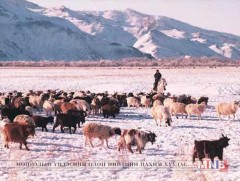 13 аймгийн 95 суманд өвөлжилт хүндэрч болзошгүй байна