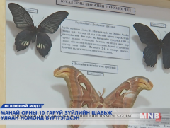 Манай орны 10 гаруй зүйлийн шавьж улаан номонд бүртгэгдсэн