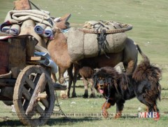 Хоточ банхарын гөлөг үнэд оржээ