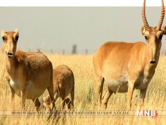 693 орчим бөхөн үхсэн байхыг олжээ