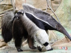 Нэн ховор Антитер баавгай 