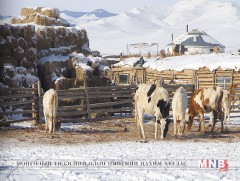 Баян-Адарга сумаас 200 гаруй мал хорогджээ  