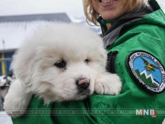 Аврагч нохой цасан нурангин доороос  хүмүүсийг аварчээ