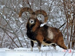 Баянхонгорчууд ан агнуур хийхгүй байхыг анхааруулж байна