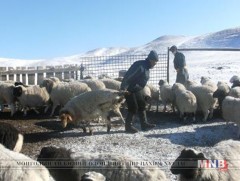 Өвчтэй хонь худалдсан малчинд хуулийн хариуцлага ногдуулжээ