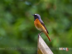 Дэлхийн зарим оронд өнөөдөр 