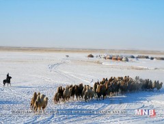 13 аймаг, 125 суманд өвөлжилт хүндэрчээ