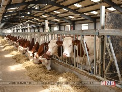 Мах, сүүний чиглэлээр аль аймаг хөгжих боломжтойг судална 