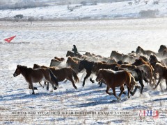 Норовлин сумын 300 айлын 120 мянган малын 40 хувь нь оторт байна 