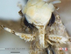 Эрдэмтэд шинээр нээсэн эрвээхэйний төрлийг Дональд Трамп хэмээн нэрлэжээ  