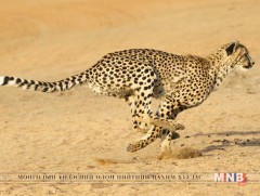 Цоохор ирвэс мөхлийн аюулд хүрээд байна