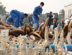 БНХАУ энэ оны эцэс гэхэд зааны соёо худалдан борлуулахыг хориглоно 