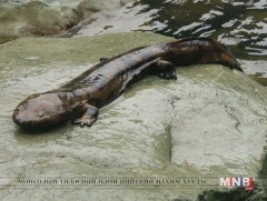 Японы аварга том Саламандер