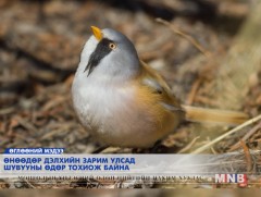 Манай оронд 480 орчим зүйлийн шувуу байдаг