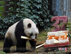 Хамгийн өндөр настай хулсны баавгай 