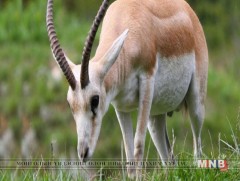 Халдвараар үхсэн бөхөнгийн эврийг огтолж авсан тохиолдол гарчээ 